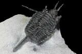 Devil Horned Cyphaspis Walteri Trilobite #89490-4